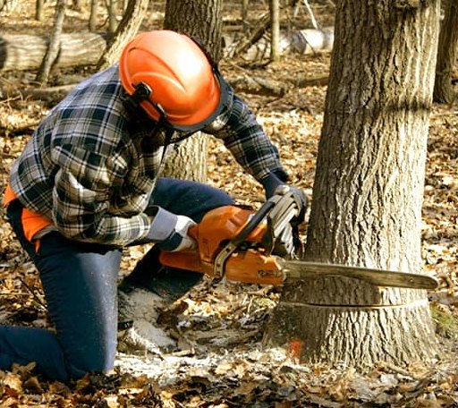 Tree Removal in Belford, NJ